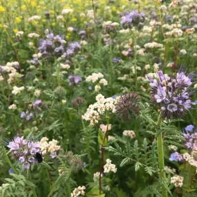Graine Mélange Maraîcher pour améliorer le sol (Ferme de Sainte Marthe) - Leaderplant