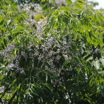Margousier / Lilas de Perse  - Leaderplant