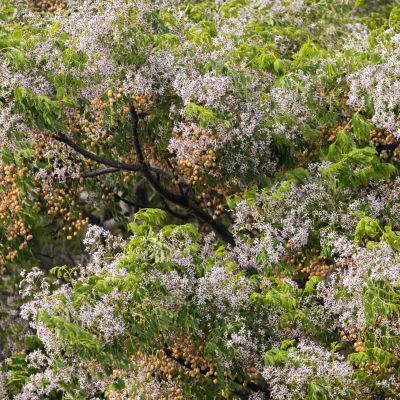 Margousier / Lilas de Perse  - Leaderplant