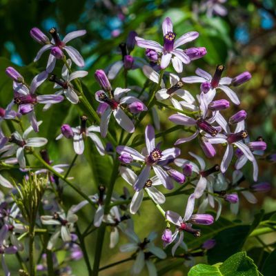 Margousier / Lilas de Perse  - Leaderplant