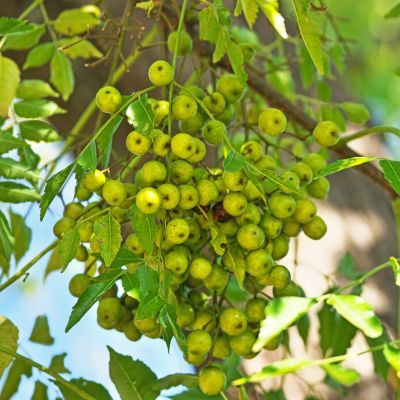 Margousier / Lilas de Perse  - Leaderplant