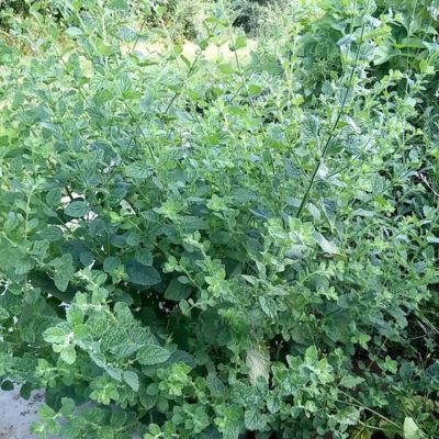 Mélisse Officinale - Leaderplant