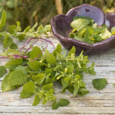 Mélisse Officinale - Leaderplant