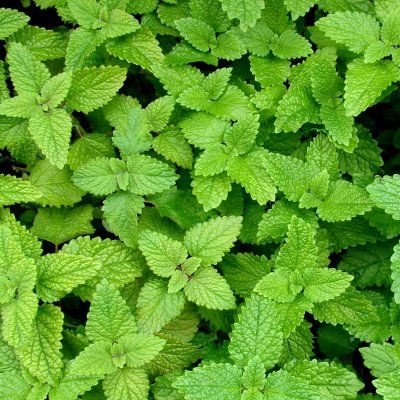 Mélisse Citronnelle - Leaderplant