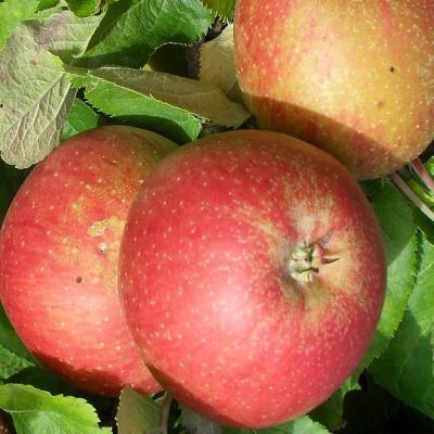 Pommier Melrose - Leaderplant