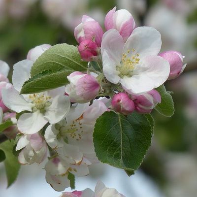 Pommier Melrose - Leaderplant