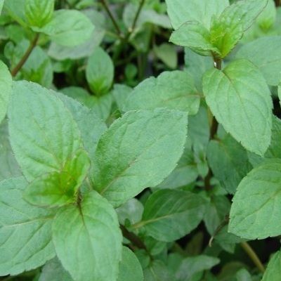 Menthe Chocolat - Leaderplant