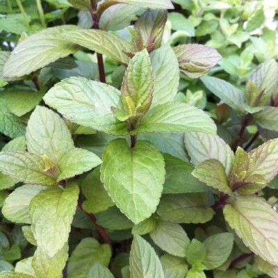 Menthe Chocolat - Leaderplant