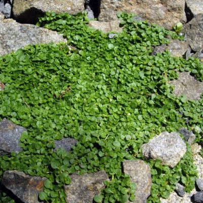 Menthe de Corse - Leaderplant