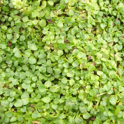 Menthe de Corse - Leaderplant