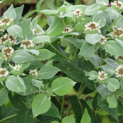 Menthe du Missouri - Leaderplant