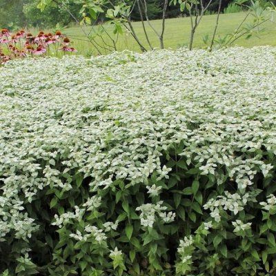 Menthe du Missouri - Leaderplant