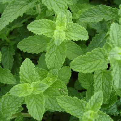 Menthe Fraise - Leaderplant