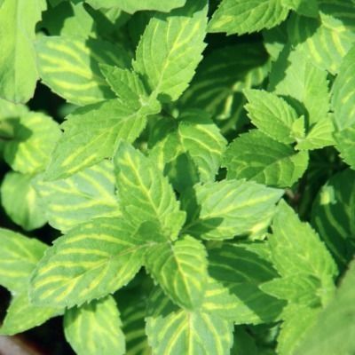 Menthe gingembre - Leaderplant