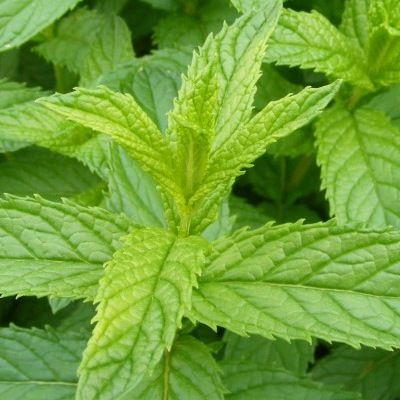 Menthe poivrée - Leaderplant