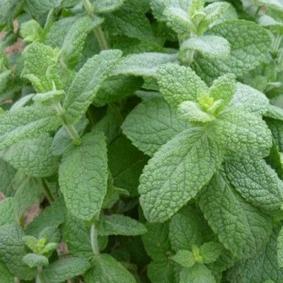 Apple Menthe 50 Graines Herbe Menthe Suaveolens Apple Menthe 50 Graines Herbe Menthe Suaveolens