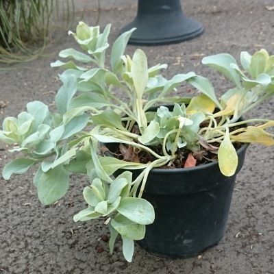 Plante huître/ mertensia - Leaderplant