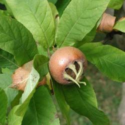 Néflier commun - Leaderplant