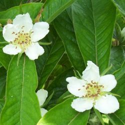 Néflier commun - Leaderplant