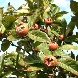 Néflier commun - Leaderplant