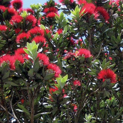 Métrosideros Mistral - Leaderplant