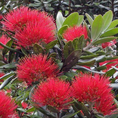 Métrosideros Mistral - Leaderplant