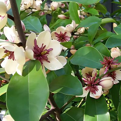 Magnolia banane White Caviar - Leaderplant