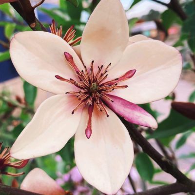 Magnolia banane White Caviar - Leaderplant