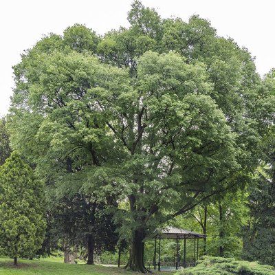 Micocoulier de Provence - Leaderplant