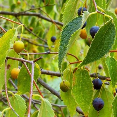 Micocoulier de Provence - Leaderplant