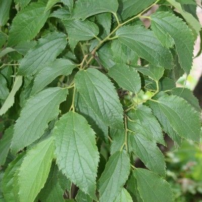 Micocoulier de Provence - Leaderplant