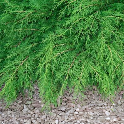 Cyprès rampant de Sibérie  - Leaderplant