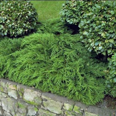 Cyprès rampant de Sibérie  - Leaderplant