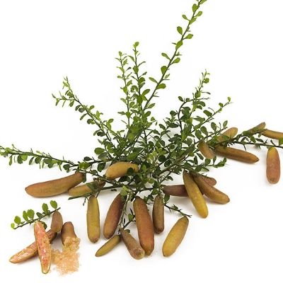 Citron Caviar Alstonville - Leaderplant