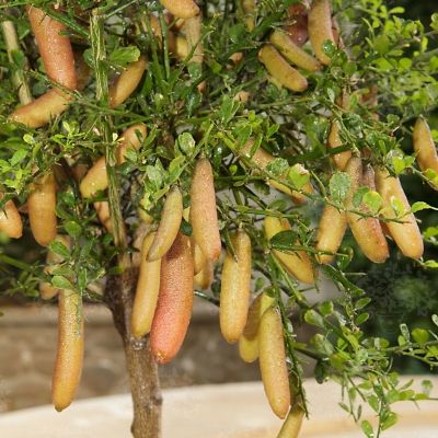 Citron Caviar Alstonville - Leaderplant