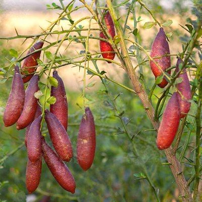 Citron Caviar à chair rose - Leaderplant