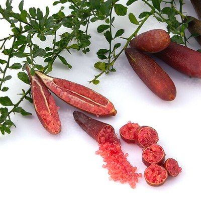 Citron Caviar à chair rose - Leaderplant