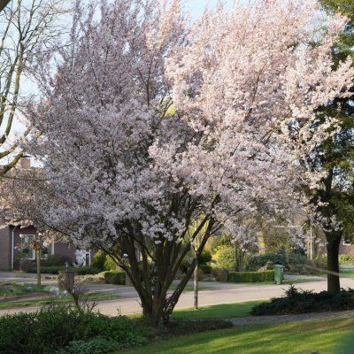 Cerisier du Japon Mikinori - Leaderplant