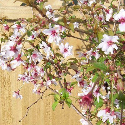 Cerisier du Japon Mikinori - Leaderplant