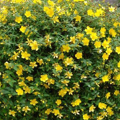 Millepertuis arbustif en mini-motte - Leaderplant
