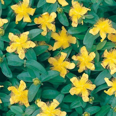 Millepertuis couvre-sol à grandes fleurs - Leaderplant