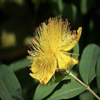 Millepertuis couvre-sol à grandes fleurs - Leaderplant