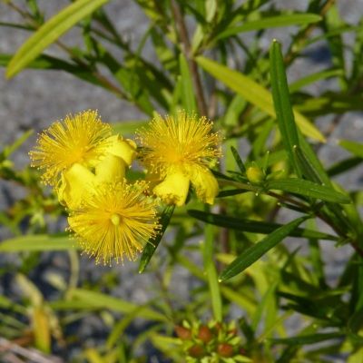 Millepertuis Gemo - Leaderplant