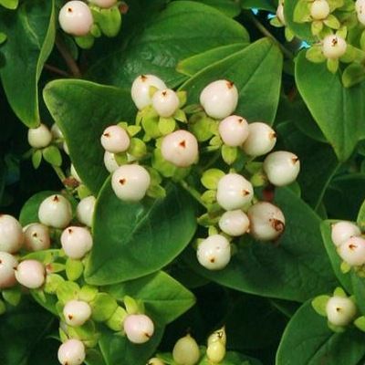 Millepertuis à fruits blancs Miracle Blizz ® - Leaderplant