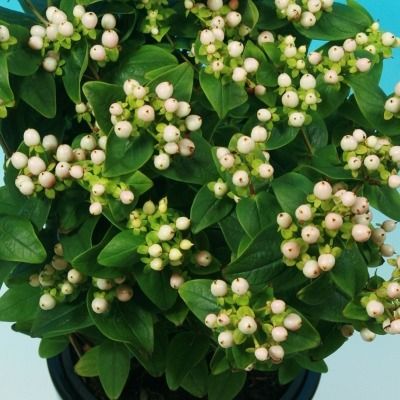 Millepertuis à fruits blancs Miracle Blizz ® - Leaderplant