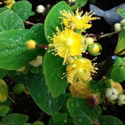 Millepertuis à fruits blancs Miracle Blizz ® - Leaderplant