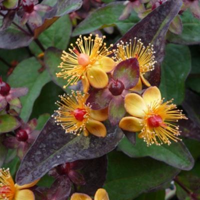 Millepertuis pourpre à fruits rouges Miracle Night ® - Leaderplant