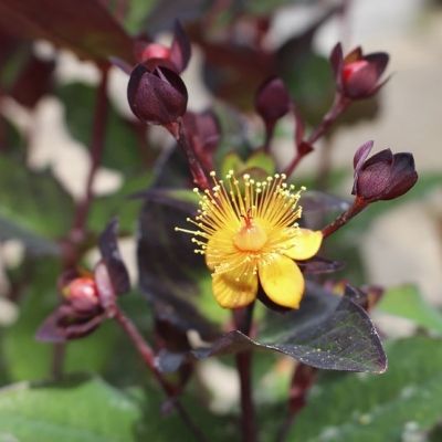 Millepertuis pourpre à fruits rouges Miracle Night ® - Leaderplant