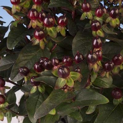 Millepertuis pourpre à fruits rouges Miracle Night ® - Leaderplant