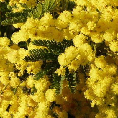 Mimosa d'Hiver - Leaderplant